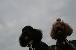 10002an&muku.jpg