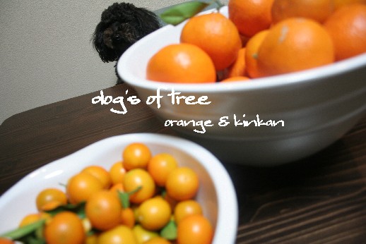 20071228orange.jpg
