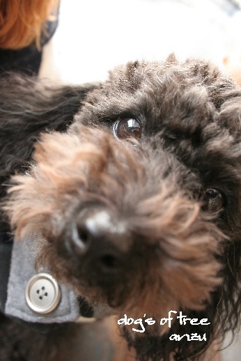 20080110anzu.jpg