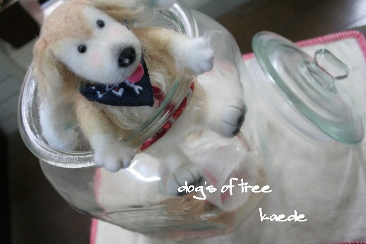 20080122kaede4jpg.jpg