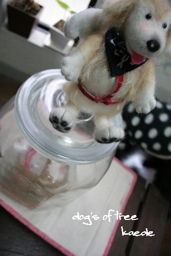 20080122kaede5jpg.jpg