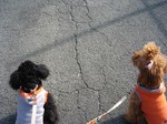 IMG_1009.JPG
