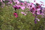 IMG_8000.JPG