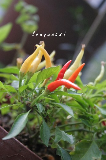 akitougarasi.jpg
