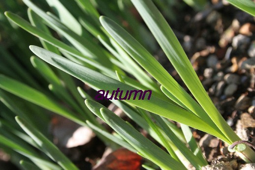 autumn00009.jpg