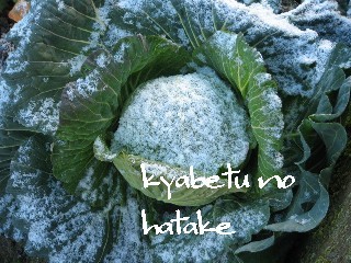kyabetu01.jpg