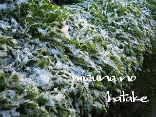 mizuna.0111.jpg