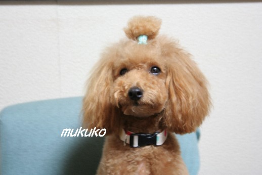 mukuko01.jpg