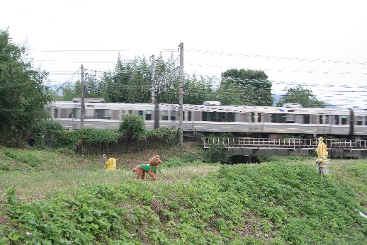osanpo1010.jpg