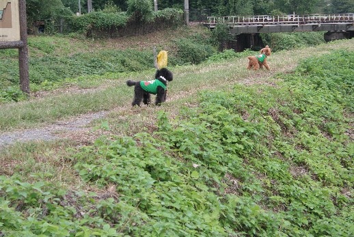 osanpo1011.jpg